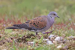 Pigeon Prints: Turtle dove (Streptopelia turtur) on the ground looking for nesting material