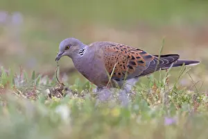 Pigeon Prints: Turtle dove (Streptopelia turtur) on the ground looking for nesting material