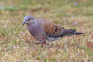 Norfolk Prints: Turtle dove (Streptopelia turtur) on the ground looking for nesting material