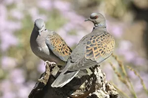 Images Dated 9th September 2020: Turtle dove (Streptopelia turtur) pair, Teide National Park, Tenerife, Canary Islands