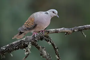 Pigeon Prints: Turtle dove (Streptopelia turtur) perched on branch, La Rioja, Spain. August