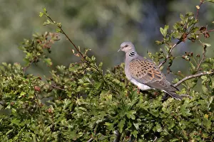 Norfolk Prints: Turtle dove (Streptopelia turtur) perched in Hawthorn bush, Norfolk, England, UK. July