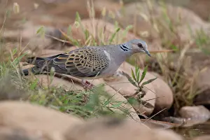Pigeon Prints: Turtle dove (Streptopelia turtur) perched on rock at edge of water hole