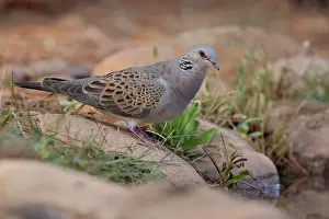 Pigeon Prints: Turtle dove (Streptopelia turtur) perched on rock at edge of water hole