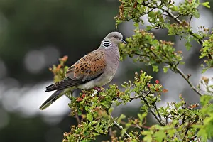 Spring Prints: Turtle dove (Streptopelia turtur) perched in tree, Snettisham, Norfolk, England, UK. May