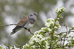 Spring Prints: Turtle dove (Streptopelia turtur) perched on tree among white blossom cooing