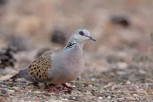 Pigeon Prints: Turtle dove (Streptopelia turtur) portrait, La Rioja, Spain. August