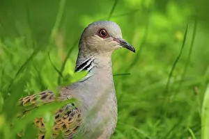 Pigeon Prints: Turtle dove (Streptopelia turtur) portrait, Hungary. June