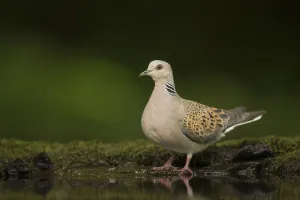 Turtle dove (Streptopelia turtur) standing at a drinking pool. Hungary. May