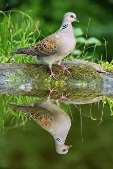 Pigeon Prints: Turtle dove (Streptopelia turtur) standing on moss-covered log at water's edge