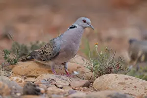 Pigeon Prints: Turtle dove (Streptopelia turtur) walking over rocky ground, La Rioja, Spain. August