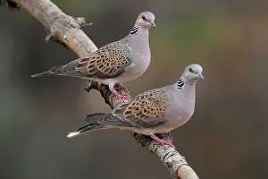 Pigeon Prints: Turtle doves (Streptopelia turtur) pair perched on branch, La Rioja, Spain. August
