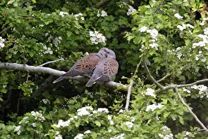 Spring Prints: Turtle doves (Streptopelia turtur) pair perched in tree after mating