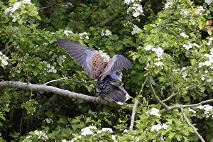 Spring Prints: Turtle doves (Streptopelia turtur) pair perched in tree mating