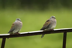 Uncatalogued Prints: Two Turtle doves (Streptopelia turtur) perched on a rusting iron rail in a rain shower