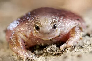 Images Dated 24th August 2020: Turtle frog (Myobatrachus gouldii) portrait. Perth, Western Australia. October