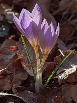Iridaceae Prints: Tuscan crocus (Crocus etruscus) in flower in woodland