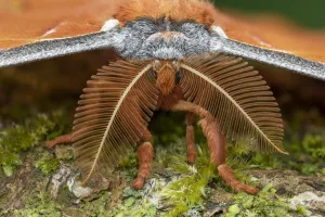 Antennae Prints: Tussah moth (Antheraea godmani) close-up of head and bipectinate antennae. Santa Clara