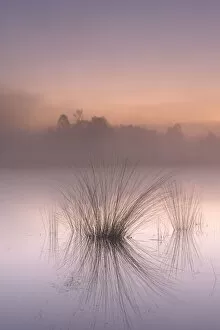 Poales Collection: Tussocks reflected in misty fen at dawn. Klein Schietveld, Brasschaat, Belgium