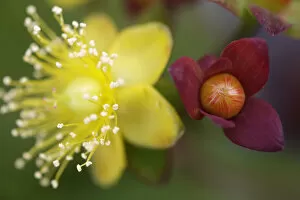 Images Dated 15th June 2009: Tutsan (Hypericum androsaemum) flower and fruit, Burren National Park, County Clare