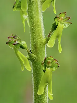 Orchidaceae Prints: Twayblade (Listera ovata) in flower, close up, Monti della Laga, Abruzzo, Italy. June