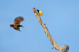 Paradisaeidae Prints: Twelve-wired bird of paradise (Seleucidis melanoleucus) male perched on branch and female in flight