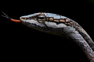 Twig snake (Thelotornis capensis) with tongue extended, Moremi Game Reserve, Botswana Twig snake (Thelotornis capensis) with tongue extended, Moremi Game Reserve, Botswana