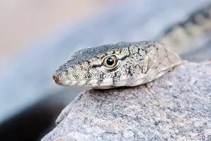 Lizard Prints: Twilight monitor (Varanus glebopalma) resting on rocks at dusk