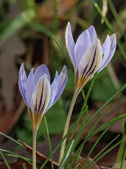 Iridaceae Prints: Twin flowered crocus (Crocus biflorus) in flower, Tuscany, Italy. January