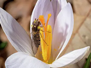 Syrphidae Prints: Twin flowered crocus (Crocus biflorus) with pollinating Hoverfly (Syrphidae)
