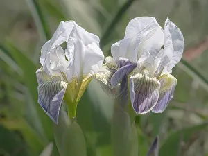 Iridaceae Prints: Twin-flowered iris (Iris bicapitata) in flower, Gargano, Puglia, Italy. April