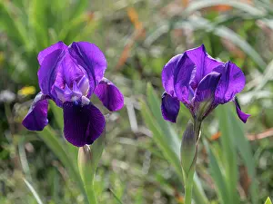 Iridaceae Prints: Twin-flowered iris (Iris bicapitata) in flower, Gargano, Puglia, Italy. April