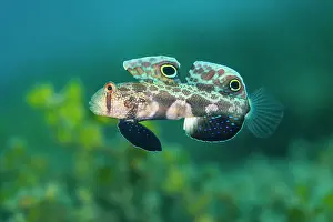 Goby Prints: Twin spot goby (Signigobius biocellatus) portrait