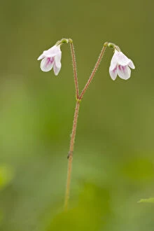 Images Dated 28th June 2011: Twinflower (Linnaea borealis) in flower in pine woodland, Abernethy National Nature Reserve