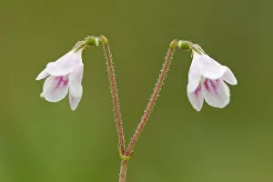 Images Dated 28th June 2011: Twinflower (Linnaea borealis) in flower in pine woodland, Abernethy National Nature Reserve