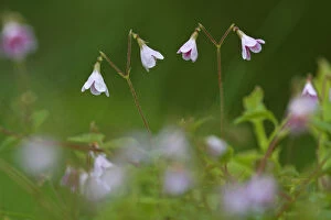 Images Dated 14th June 2008: Twinflower (Linnaea borealis) in pine woodland, Cairngorms National Park, Highlands