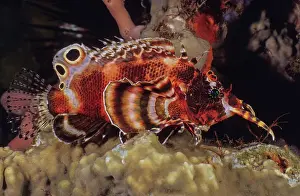 Scorpionfish Prints: Twinspot lionfish (Dendrochirus biocellatus) one of the smallest species of lionfish and very reclusive