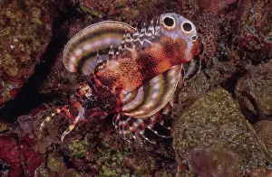 Scorpionfish Prints: Twinspot lionfish (Dendrochirus biocellatus) one of the smallest species of lionfish and very reclusive