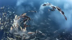Images Dated 2nd February 2016: Twinspot snapper (Lutjanus bohar) engaged in a mass spawning aggregation early in the morning