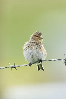 Songbirds Prints: Twite (Carduelis / Acanthis flavirostris) resting on a barbed wire fence. Isle of Berneray