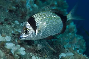 Images Dated 18th September 2008: Two-banded seabream (Diplodus vulgaris) Turtle Rock, Passage du Cavallo