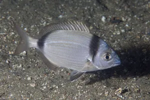 Two-banded Seabream (Diplodus vulgaris) Maseline Harbour, Sark, British Channel Islands, September Two-banded Seabream (Diplodus vulgaris) Maseline Harbour, Sark, British Channel Islands, September