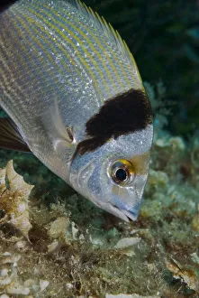 Two-banded Seabream (Diplodus vulgaris) Turtle Rock, Passage du Cavallo