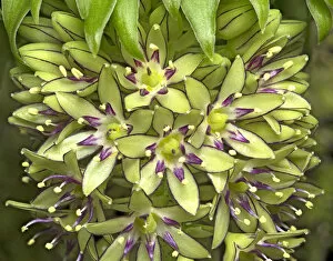 Anther Gallery: Two-coloured pineapple lily (Eucomis bicolor) in visible light. Cultivated in garden