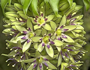 Pistils Prints: Two-coloured pineapple lily (Eucomis bicolor) in visible light. Cultivated in garden