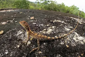 Agamidae Prints: Two-lined dragon (Diporiphora bilineata) portrait, Cooktown, Queensland, Australia