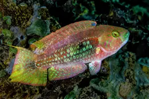 Multi Coloured Prints: Two-spot wrasse (Oxycheilinus bimaculatus) portrait