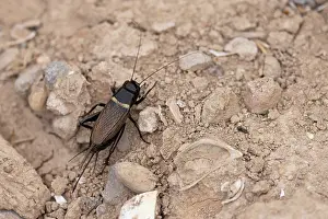 Ensifera Prints: Two-spotted field-cricket (Gryllus bimaculatus) resting on the ground