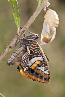Two-tailed Pasha butterfly (Charaxes jasius) expanding wings after emerging, Podere Montecucco