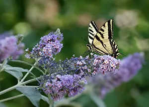 Scrofulaires Prints: Two-tailed swallowtail butterfly (Papilio multicaudata) with pollen on proboscis